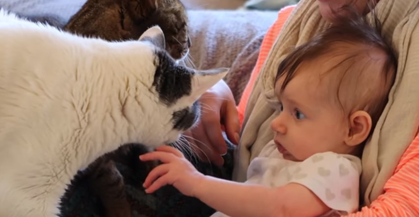 VIDEO Ova je beba prvi puta mazila svoje mace i to izgleda predivno
