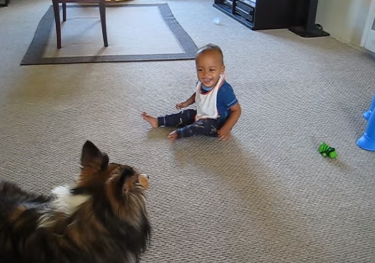 Sretna beba vrišti od smijeha na najzaigranijeg psa ikad!