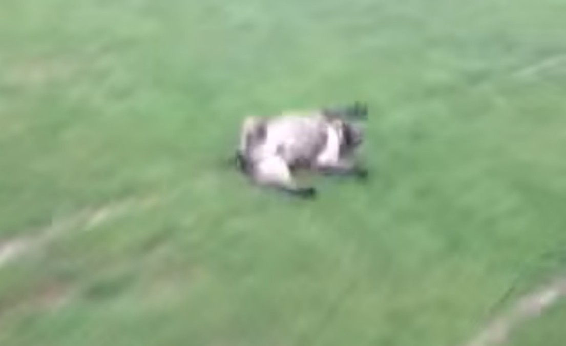 VIDEO Ovaj pas se stvarno zna zabaviti