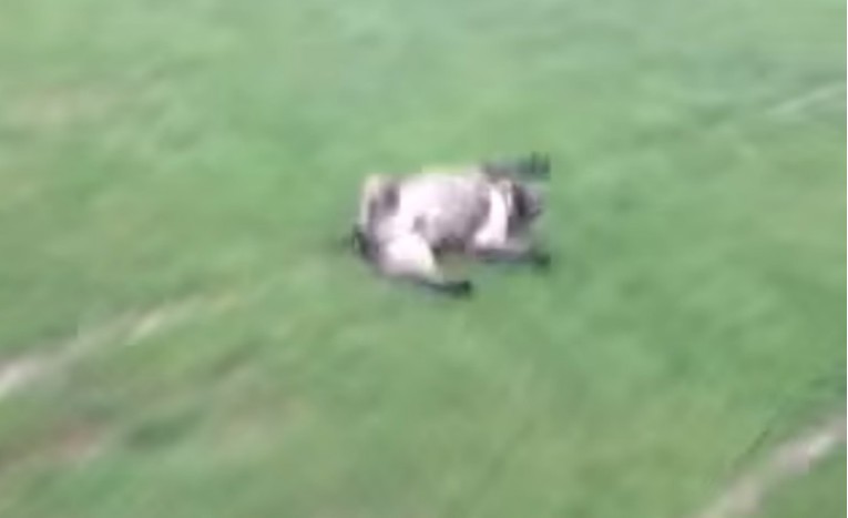 VIDEO Ovaj pas se stvarno zna zabaviti
