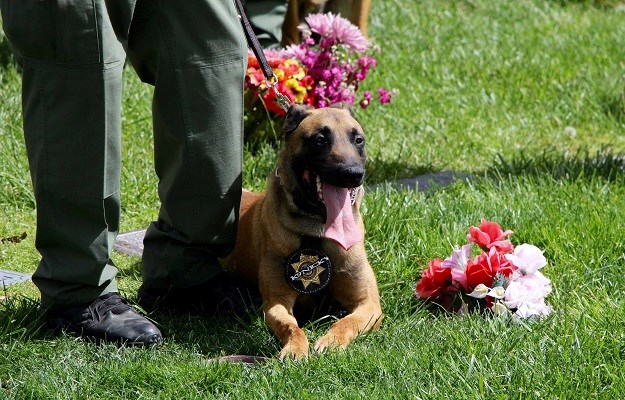 VIDEO Dirljiv prizor: Policijski psi lajanjem se oprostili od poginulog prijatelja