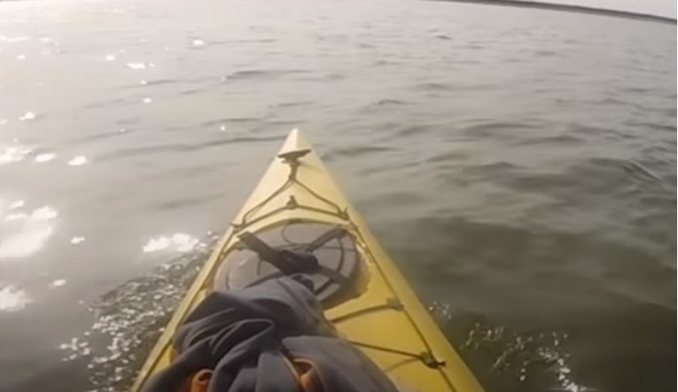 VIDEO Čovjek je pjevanjem prizvao beluga kita koji mu je uzvratio na isti način