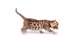 Bengalska mačka: Savršen ljubimac za sve koji traže pitomog leoparda