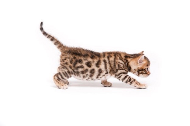 Bengalska mačka: Savršen ljubimac za sve koji traže pitomog leoparda