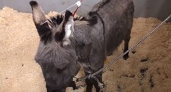 Uginuo magarac Bepo kojeg je spasio Antun Ponoš