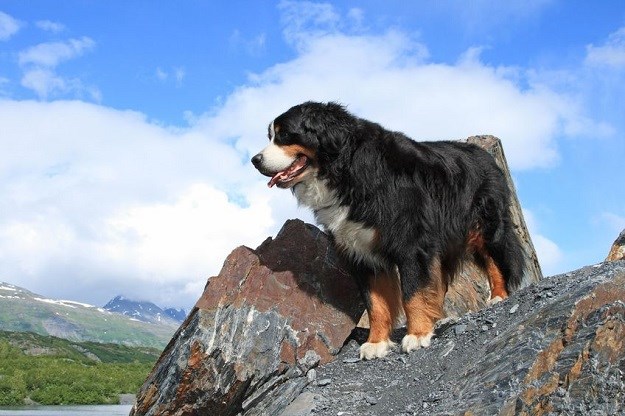 Bernski planinski pas: Tražite obiteljskog ljubimca? S njima nećete pogriješiti