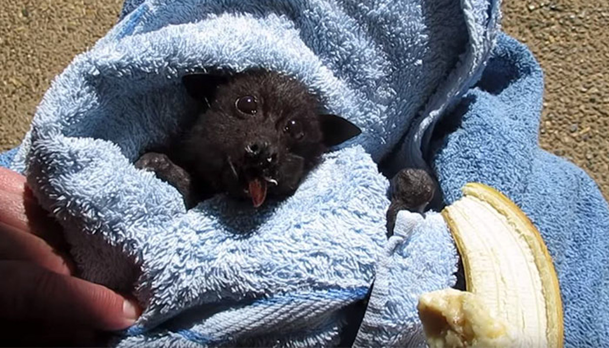 VIDEO Imali ste naporan dan? Ovaj šišmiš i njegova banana izmamit će vam osmijeh na lice