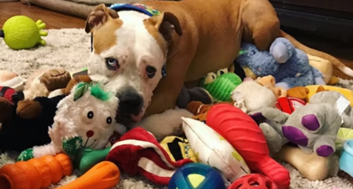 VIDEO "Agresivni" Pit Bull pretvorio se u pravu mazu