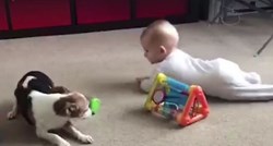 Kako slatko! Pas strpljivo uči bebu puzati