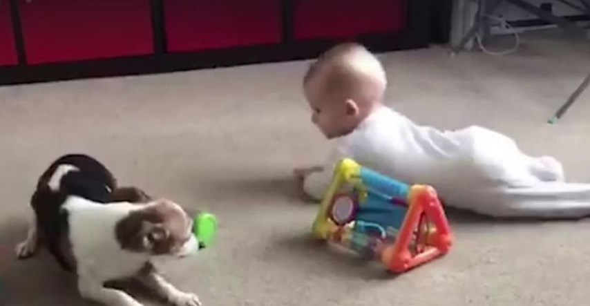 Kako slatko! Pas strpljivo uči bebu puzati