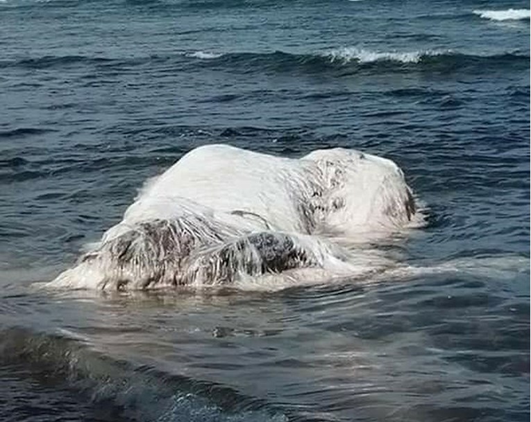 FOTO Misterij riješen: Otkiveno što je bijela čupava zvijer koja se nasukala na obalu i prestravila sve