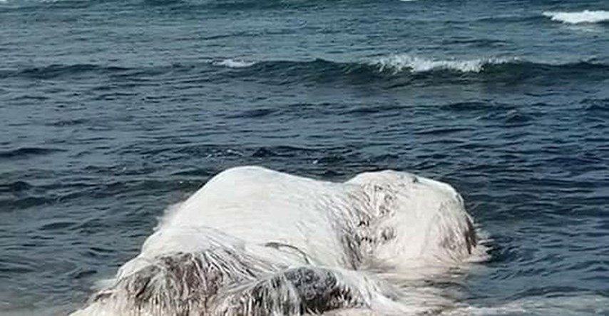 FOTO Misterij riješen: Otkiveno što je bijela čupava zvijer koja se nasukala na obalu i prestravila sve