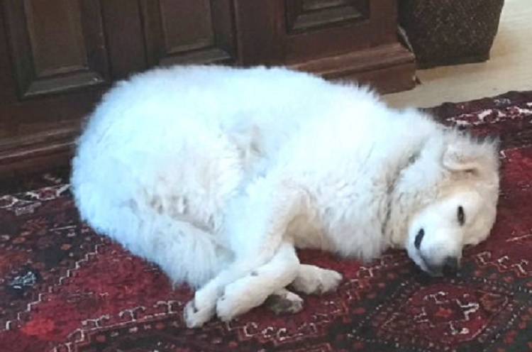 LAJK  Pogledajte spašavanje života psa stradalog u požaru!