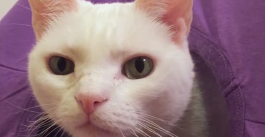 VIDEO Naučite napraviti savršeno skrovište za vaše mace od predmeta koje imate doma