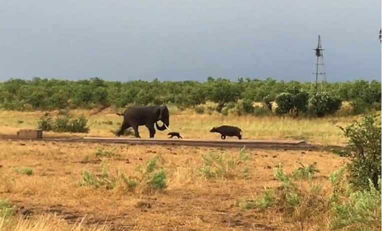 VIDEO Beba bizona štitila mamu od "velikog strašnog slona"