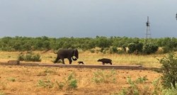 VIDEO Beba bizona štitila mamu od "velikog strašnog slona"