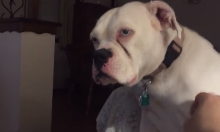 VIDEO Ljubomorni psi zahtijevaju pažnju od svojih vlasnika