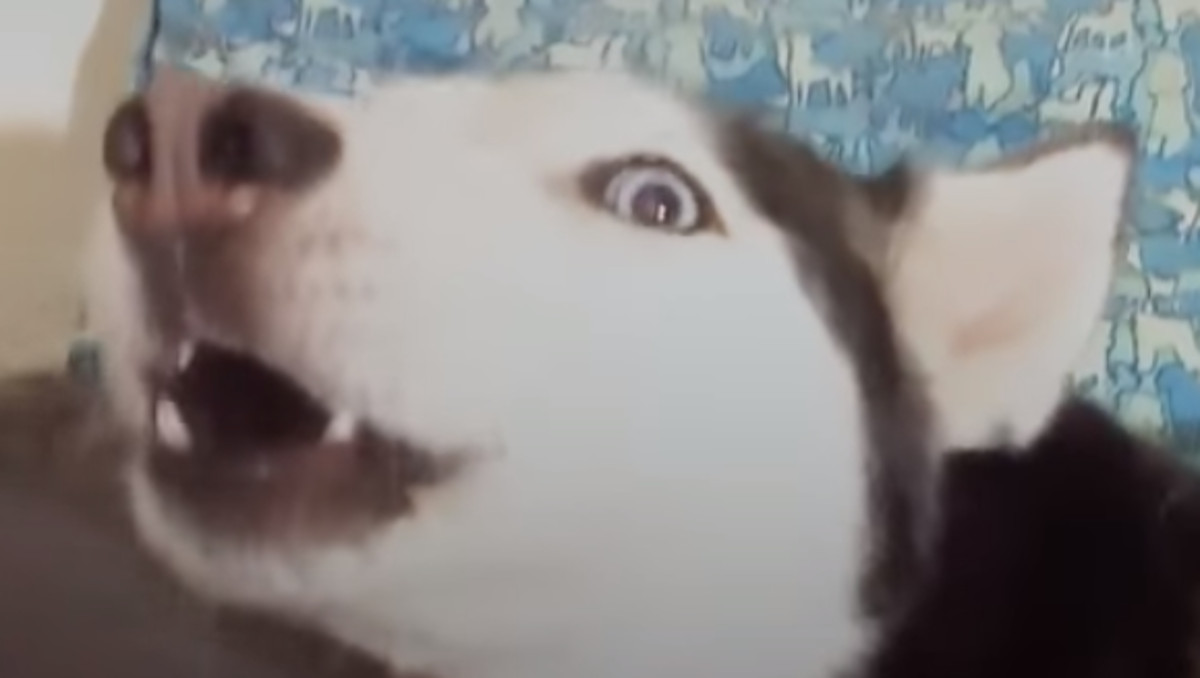 VIDEO Ljuta kujica nije mogla odoljeti omiljenoj pjesmi pa je "zapjevala" s vlasnicom