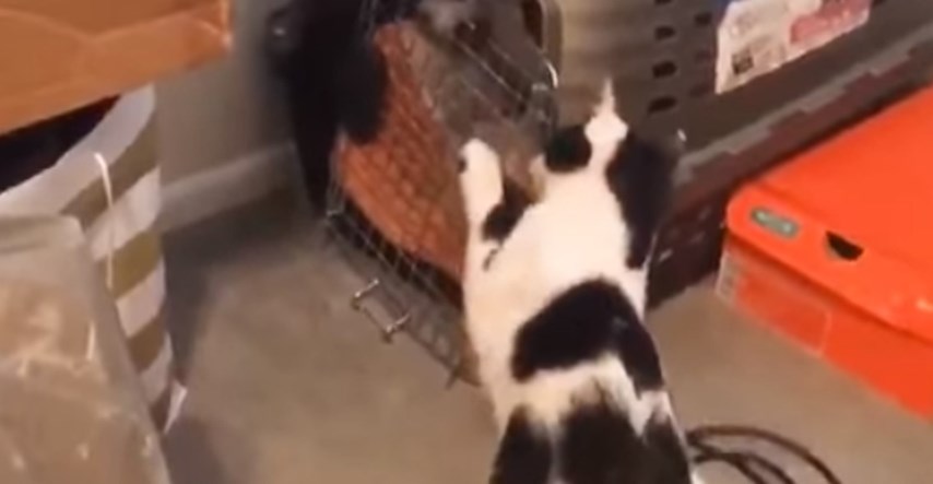 VIDEO Hrabra maca izbavila je dva psa iz kazne i postala junakinja