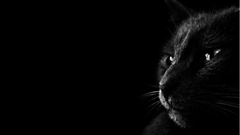 Crna mačka vam je prešla preko puta - što sad?