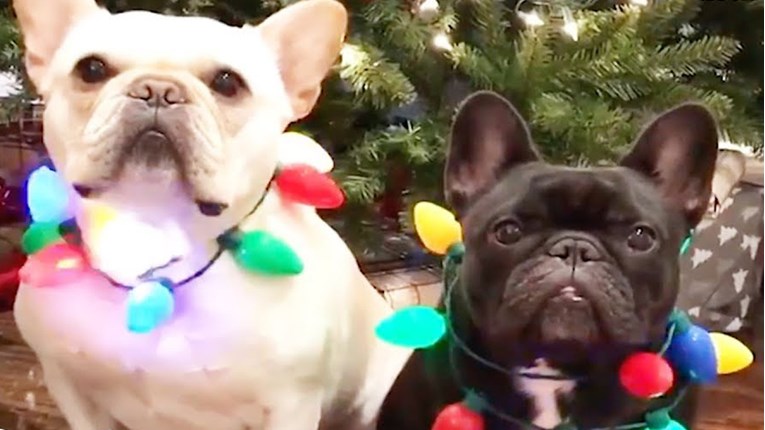 VIDEO Ove životinjice znaju kako pokazati blagdansko raspoloženje