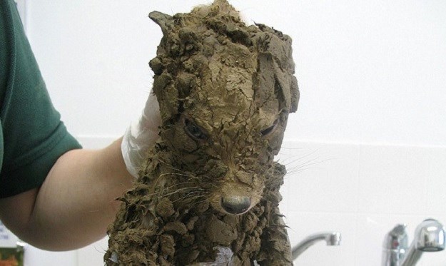 U blatu pronašli misterioznu životinju: O čemu se radi otkrili su tek kad su je oprali!