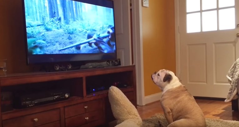 VIDEO Slatki pas se uživio u film pa pokušao obraniti glumca od medvjeda