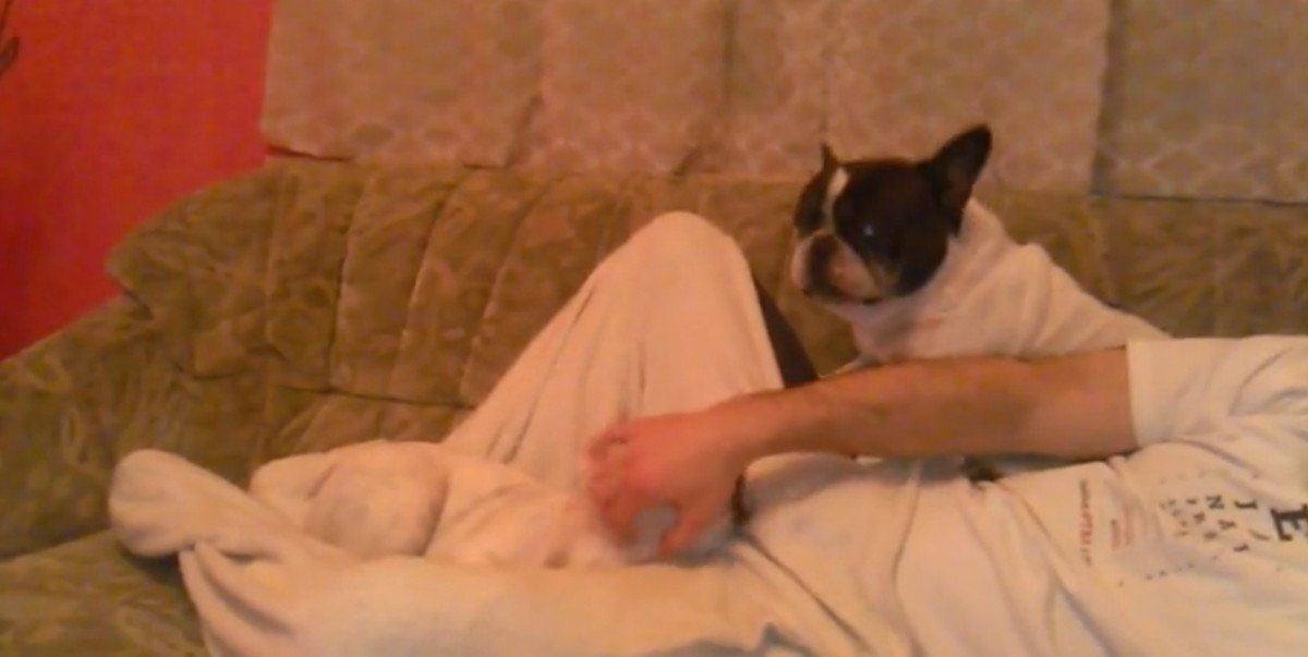 VIDEO Ljubomorni francuski buldog zahtijeva više pažnje