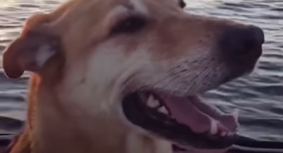 VIDEO Kada je spasila ovog psa od eutanazije, nije ni sanjala da će se ovo dogoditi