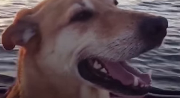 VIDEO Kada je spasila ovog psa od eutanazije, nije ni sanjala da će se ovo dogoditi
