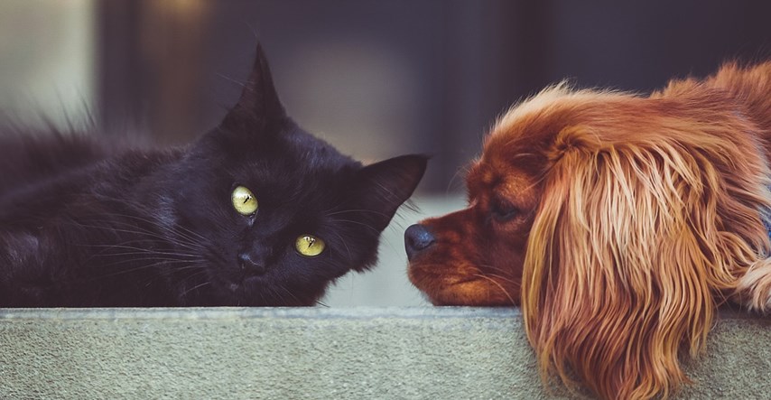 Odgovorili smo na vječno pitanje: kakve osobe vole mačke, a kakve pse?