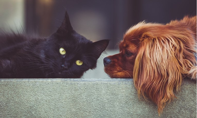 Odgovorili smo na vječno pitanje: kakve osobe vole mačke, a kakve pse?
