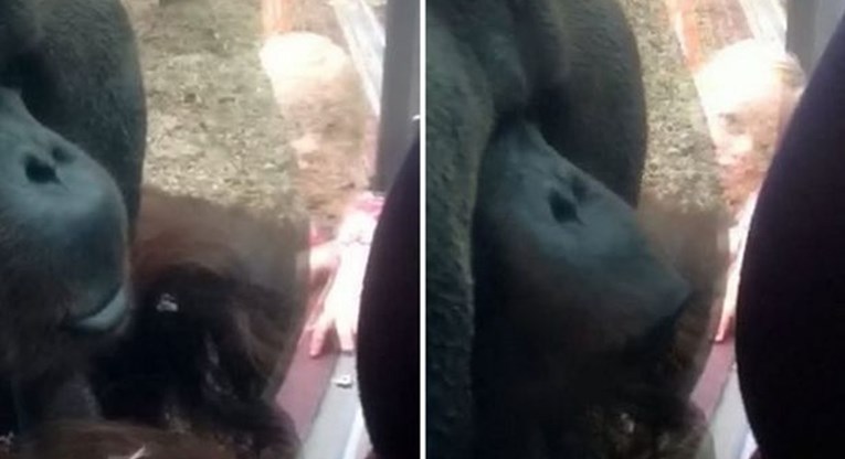 VIDEO Zatvoreni orangutan raznježio je sve prisutne kada mu je prišla trudnica