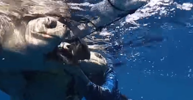 VIDEO Ronioci su spasili kornjače koje su se zapetljale u smeće
