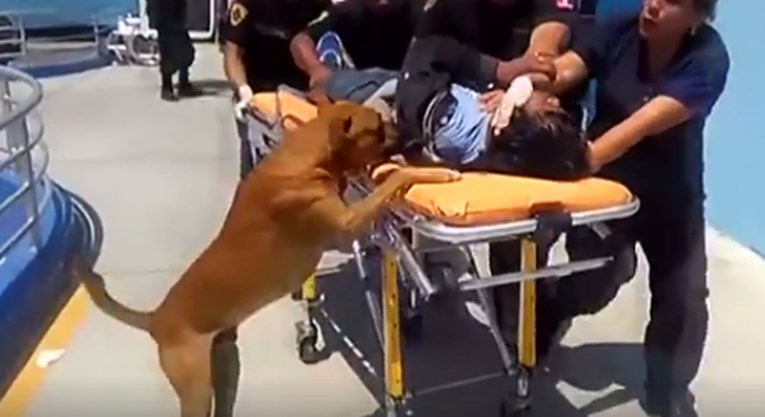 VIDEO Ovi se psi nisu htjeli odvojiti od ozlijeđenog vlasnika i ušli su s njim i u bolnicu