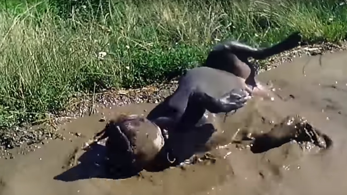 VIDEO Ovi psi jako uživaju u blatu