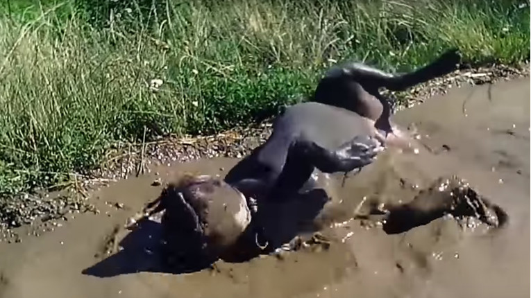 VIDEO Ovi psi jako uživaju u blatu