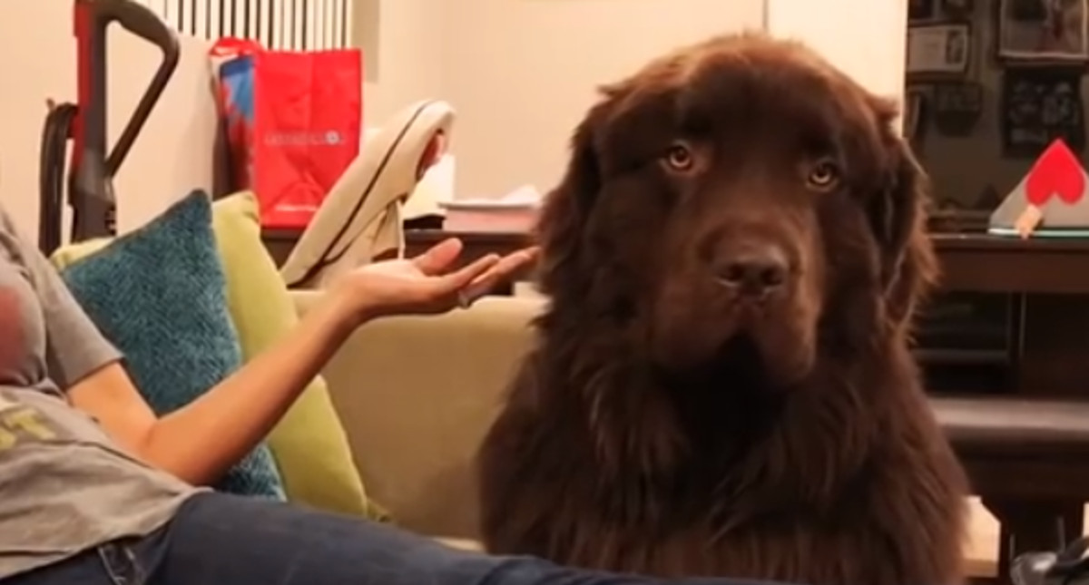 VIDEO Ovaj se veliki pesonja naljutio na svoju vlasnicu i ne želi je ni pogledati