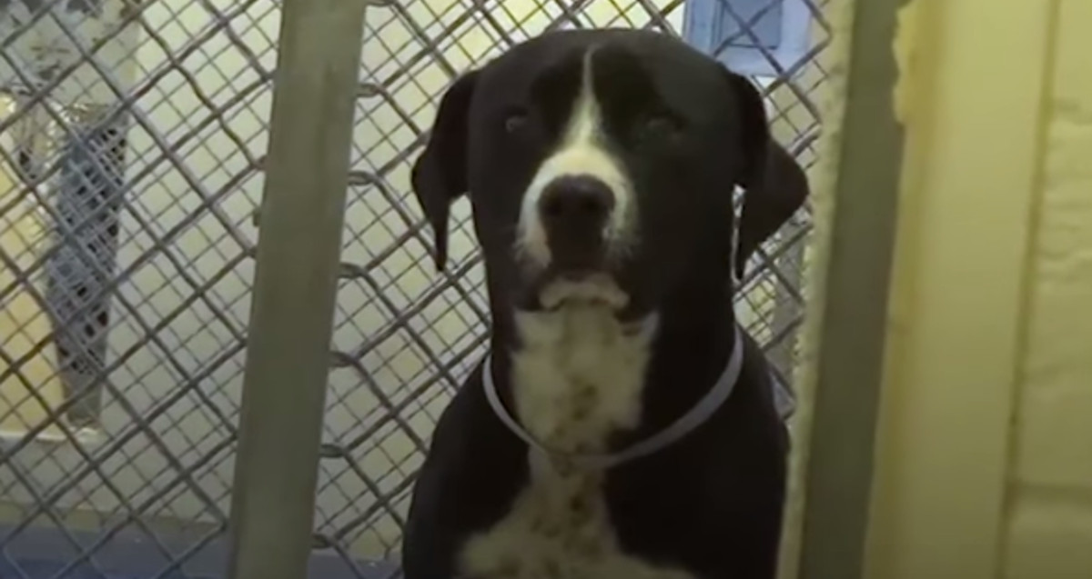 VIDEO Stidljivi pesonja je upravo saznao da zauvijek napušta azil i njegovoj sreći nema kraja