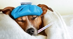 UPOZORENJE Uočite li ove simptome psa odvedite veterinaru!