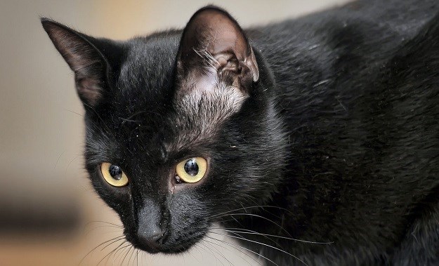 Bombajska mačka: Minijaturna crna pantera