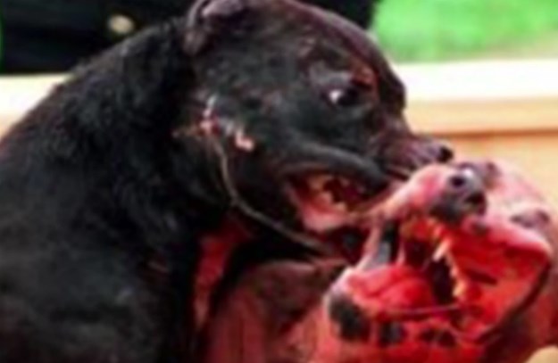 Strava u Pribislavcu: Šestero djece mučilo i ubilo psa, pronašla ih policija