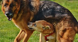 Policija uhitila trojicu Slavonaca koji su sudjelovali u borbama pasa