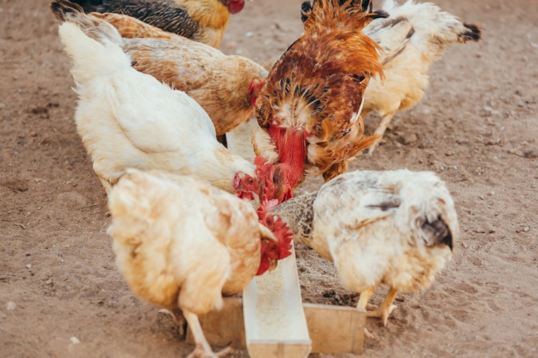 Europska unija blokirat će uvoz piletine iz Brazila