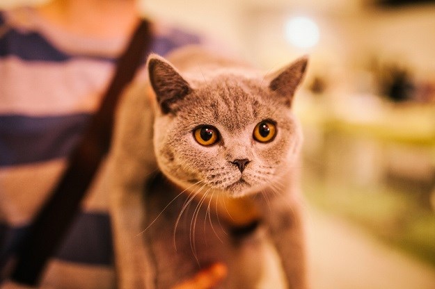 Britanska kratkodlaka mačka: Savršen obiteljski ljubimac!