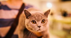 Britanska kratkodlaka mačka: Savršen obiteljski ljubimac!