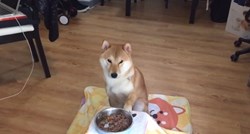VIDEO Nećete vjerovati svojim očima kada vidite što ovaj pas radi prije svakog obroka