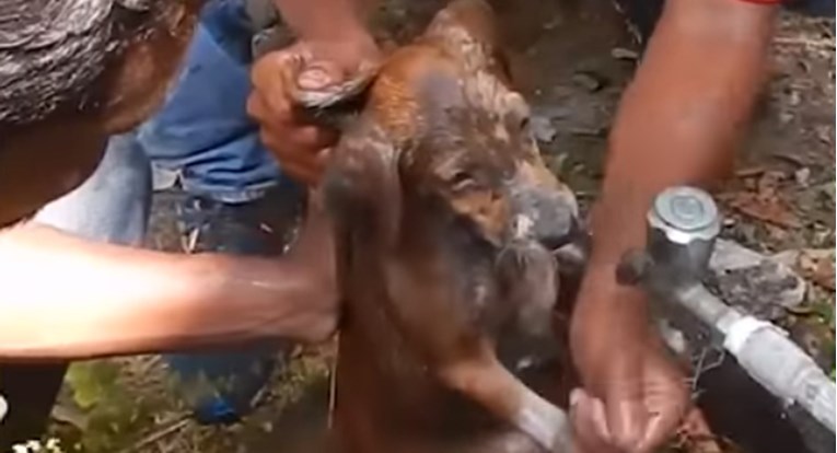 VIDEO Začuli su zavijanje šteneta i shvatili da je zarobljeno u bunaru