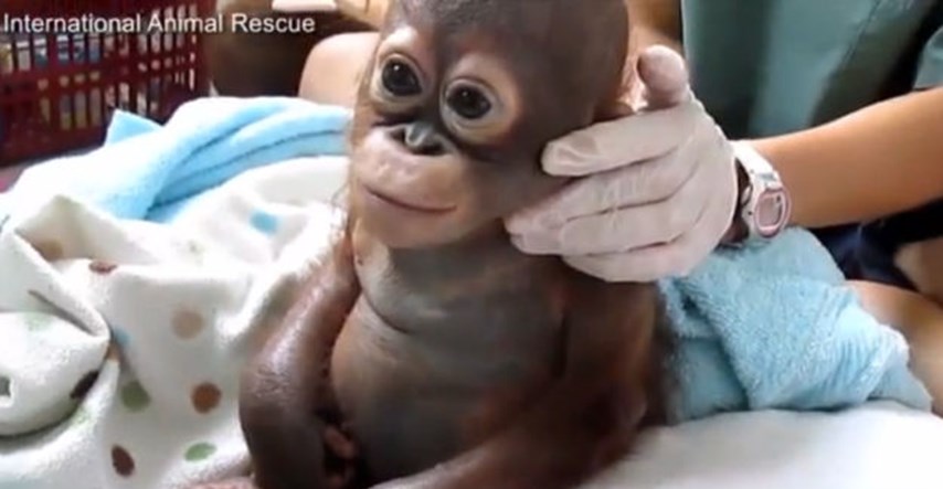 Spasili izgladnjelu bebu orangutana: "Zaplakala je kada nas je ugledala"