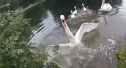 VIDEO Spasio je malenog labuda i pretrpio napad od njegove majke